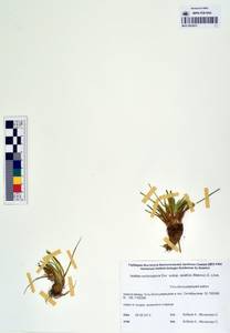 Isoetes asiatica (Mak.) Mak., Сибирь, Чукотка и Камчатка (S7) (Россия)