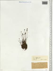 Ситник двухчешуйный L., Сибирь, Западная Сибирь (S1) (Россия)