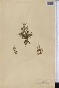 Palhinhaea cernua (L.) Vasc. & Franco, Америка (AMER) (США)