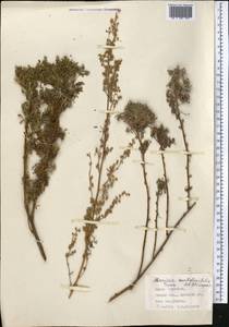 Artemisia stechmanniana Besser, Средняя Азия и Казахстан, Памир и Памиро-Алай (M2) (Киргизия)