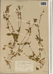 Silene aegyptiaca subsp. aegyptiaca, Зарубежная Азия (ASIA) (Неизвестно)