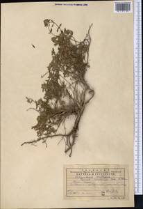 Чабрец Кочи Boiss. & Hohen., Средняя Азия и Казахстан, Западный Тянь-Шань и Каратау (M3) (Казахстан)