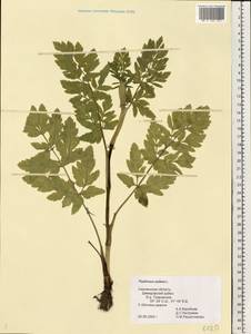 Пастернак посевной L., Восточная Европа, Западный район (E3) (Россия)