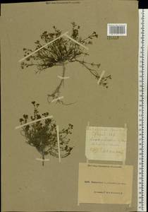 Cynanchica pyrenaica subsp. cynanchica (L.) P.Caputo & Del Guacchio, Восточная Европа, Северо-Украинский район (E11) (Украина)