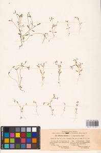 Montia fontana subsp. fontana, Восточная Европа, Северо-Западный район (E2) (Россия)