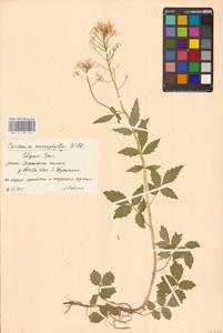 Сердечник крупнолистный Willd., Восточная Европа, Восточный район (E10) (Россия)