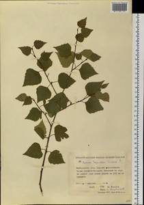 Betula pendula subsp. mandshurica (Regel) Ashburner & McAll., Сибирь, Чукотка и Камчатка (S7) (Россия)