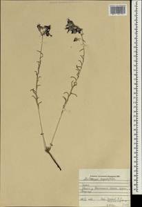 Moltkia angustifolia DC., Зарубежная Азия (ASIA) (Ирак)