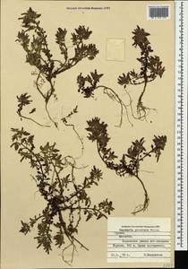 Saponaria prostrata subsp. prostrata, Кавказ, Грузия (K4) (Грузия)