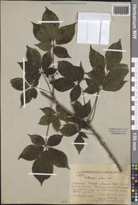 Элеутерококк колючий (Rupr. & Maxim.) Maxim., Сибирь, Дальний Восток (S6) (Россия)