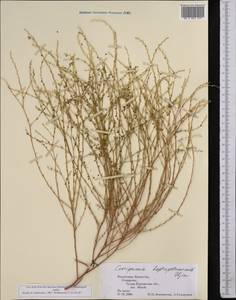 Corispermum heptapotamicum Iljin, Средняя Азия и Казахстан, Муюнкумы, Прибалхашье и Бетпак-Дала (M9) (Казахстан)