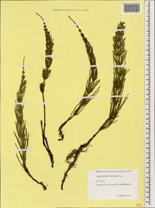 Хвощ полевой L., Кавказ, Северная Осетия, Ингушетия и Чечня (K1c) (Россия)