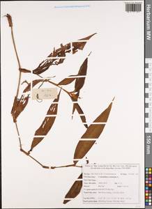 Коммелина обыкновенная L., Зарубежная Азия (ASIA) (Вьетнам)