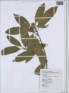 Lithocarpus hancei (Benth.) Rehder, Зарубежная Азия (ASIA) (Тайвань)