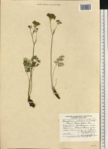 Mutellina adonidifolia (J. Gay) Gutermann, Восточная Европа, Западно-Украинский район (E13) (Украина)