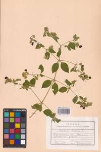 Волдырник ягодный (L.) Durande, Восточная Европа, Центральный лесостепной район (E6) (Россия)