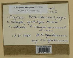 Bryoxiphium norvegicum (Brid.) Mitt., Гербарий мохообразных, Мхи - Якутия (B19) (Россия)