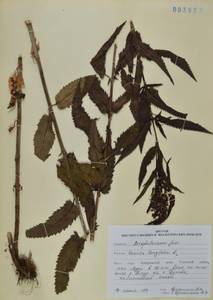 Вероника длиннолистная L., Сибирь, Дальний Восток (S6) (Россия)