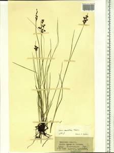 Ситник кучкоцветковый Schrenk, Сибирь, Прибайкалье и Забайкалье (S4) (Россия)