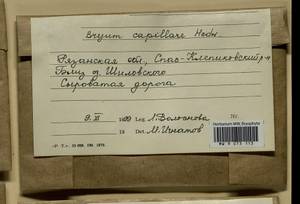 Rosulabryum capillare (Hedw.) J.R. Spence, Гербарий мохообразных, Мхи - Центральное Нечерноземье (B6) (Россия)