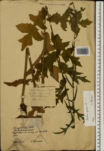 Lactuca quercina subsp. quercina, Восточная Европа, Молдавия (E13a) (Молдавия)