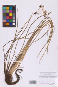 Сусак зонтичный L., Восточная Европа, Московская область и Москва (E4a) (Россия)