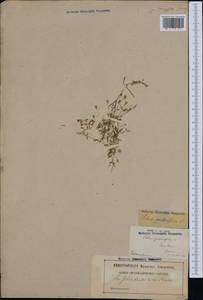 Heliosperma pusillum subsp. pusillum, Западная Европа (EUR) (Франция)