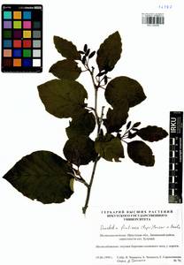 Ольховник кустарниковый, Ольха кустарниковая (Rupr.) Raus, Сибирь, Прибайкалье и Забайкалье (S4) (Россия)