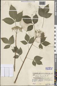 Вязовник трехлисточковый, Птелея трехлисточковая L., Восточная Европа, Северо-Украинский район (E11) (Украина)