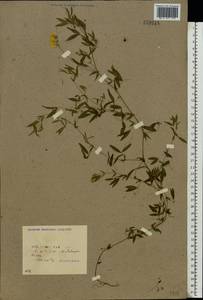 Чина луговая L., Восточная Европа, Белоруссия (E3a) (Белоруссия)