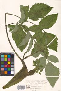 Дудник лекарственный, Дягиль лекарственный L., Восточная Европа, Московская область и Москва (E4a) (Россия)