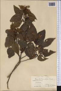 Berrya cubensis subsp. cubensis, Америка (AMER) (Куба)