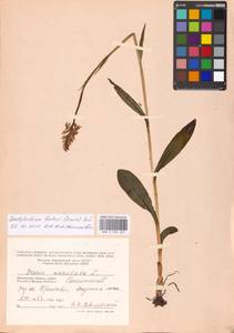 Пальчатокоренник Фукса (Druce) Soó, Восточная Европа, Московская область и Москва (E4a) (Россия)