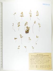 Криптограмма Стеллера (S.G.Gmel.) Prantl, Сибирь, Дальний Восток (S6) (Россия)