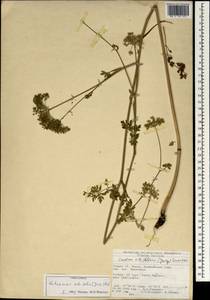 Katapsuxis silaifolia (Jacq.) Reduron, Charpin & Pimenov, Зарубежная Азия (ASIA) (Турция)
