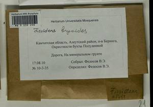 Fissidens bryoides Hedw., Гербарий мохообразных, Мхи - Чукотка и Камчатка (B21) (Россия)