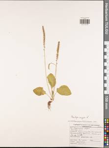 Подорожник большой L., Восточная Европа, Центральный район (E4) (Россия)