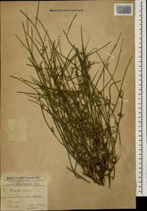 Хондрилла ситниковидная L., Кавказ, Азербайджан (K6) (Азербайджан)