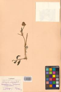 Астрагал болотный L., Сибирь, Дальний Восток (S6) (Россия)