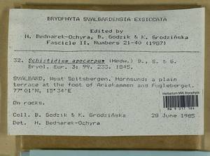 Schistidium apocarpum (Hedw.) Bruch & Schimp., Гербарий мохообразных, Мхи - Западная Европа (BEu) (Норвегия)