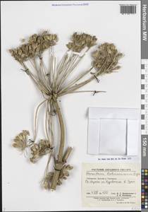 Борщевик Лемана Bunge, Средняя Азия и Казахстан, Памир и Памиро-Алай (M2) (Узбекистан)