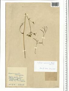 Тилингия аянская Regel & Tiling, Сибирь, Чукотка и Камчатка (S7) (Россия)