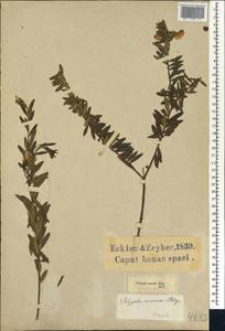 Polygala myrtifolia L., Африка (AFR) (ЮАР)