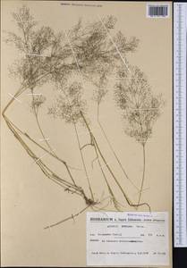 Agrostis nebulosa Boiss. & Reut., Западная Европа (EUR) (Испания)