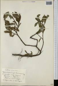 Ива, Сибирь, Центральная Сибирь (S3) (Россия)