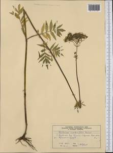 Valeriana excelsa subsp. sambucifolia (J. C. Mikan ex Pohl) Holub, Западная Европа (EUR) (Норвегия)