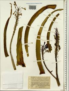 Aloe aldabrensis (Marais) L.E.Newton & G.D.Rowley, Африка (AFR) (Сейшельские острова)