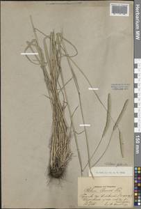 Тимофеевка степная (L.) H.Karst., Восточная Европа, Средневолжский район (E8) (Россия)