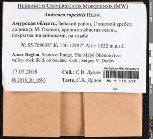 Andreaea rupestris Hedw., Гербарий мохообразных, Мхи - Дальний Восток (без Чукотки и Камчатки) (B20) (Россия)