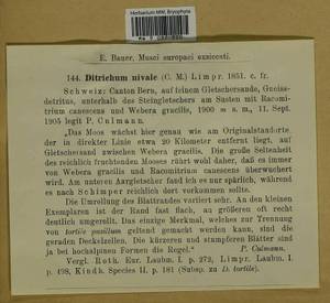 Ditrichum pusillum (Hedw.) Hampe, Гербарий мохообразных, Мхи - Западная Европа (BEu) (Швейцария)